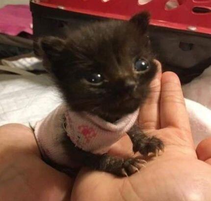 Pizzaria del gatito tiene un gosto exquisito gato preto minúsculo